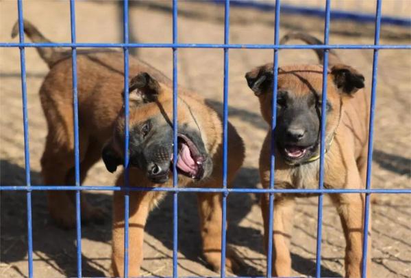 “萌新”入列！山东36头警犬顺利毕业