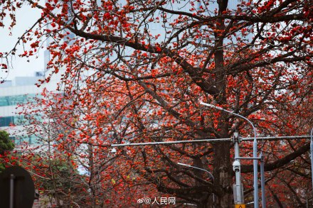 好美！广州木棉花盛放如炬似火