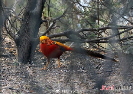 太漂亮了！红腹锦鸡为灵台森林公园增色添彩