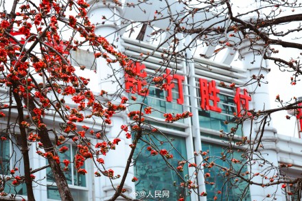 好美！广州木棉花盛放如炬似火