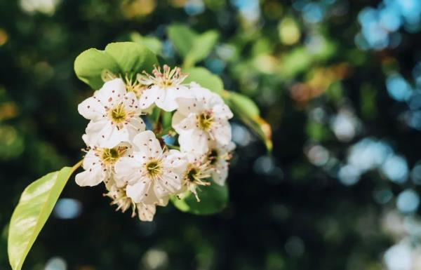 赏花指南发布！河北最美的春天都在这里→