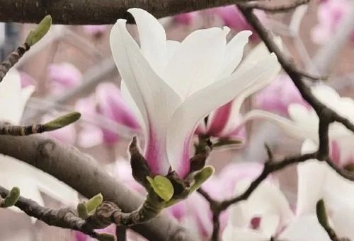 赏花指南发布！河北最美的春天都在这里→