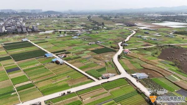 天气转暖后，南宁的田间地头出现了这一幕