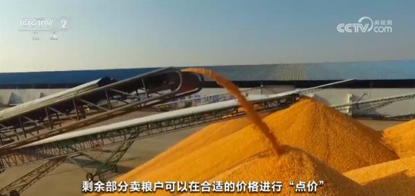 玉米购销两旺、春耕备耕正忙 从市场到田间呈现“蒸蒸日上”万千气象