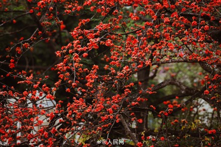 好美！广州木棉花盛放如炬似火