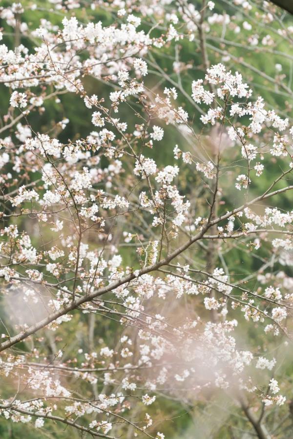 藏不住了!武大、华科、华师集中发文 藏不住了!武大、华科、华师集中发文