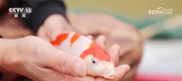 特色产业“百花齐放”带动就业促增收 擘画乡村振兴“五彩斑斓”画卷