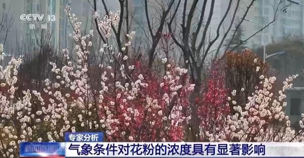 气象条件对花粉浓度有哪些影响?花粉季要注意什么?专家解答 气象条件对花粉浓度有哪些影响?花粉季要注意什么?专家解答