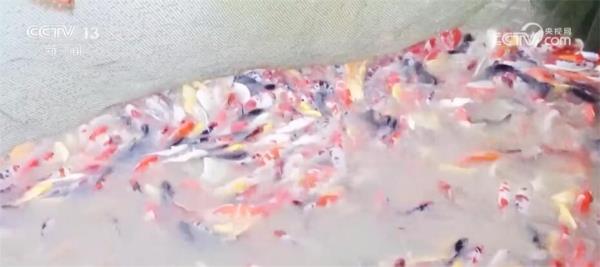 特色产业“百花齐放”带动就业促增收 擘画乡村振兴“五彩斑斓”画卷