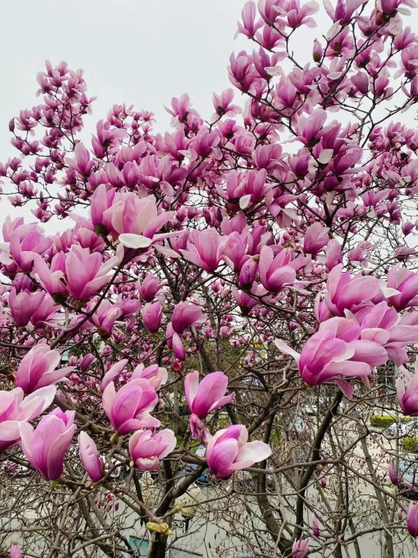 最多降8°C，有霜冻！江苏最新预报