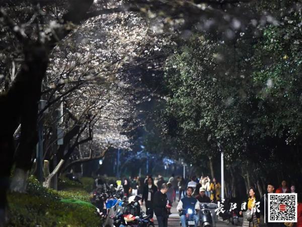 藏不住了!武大、华科、华师集中发文 藏不住了!武大、华科、华师集中发文