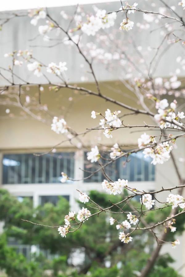 藏不住了!武大、华科、华师集中发文 藏不住了!武大、华科、华师集中发文