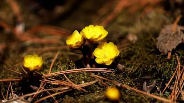 春季昼夜温差之大，为何像坐“过山车”？