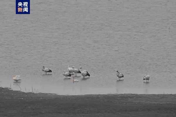 罕见!8只国家一级保护动物东方白鹳现身北京大宁调蓄水库 罕见!8只国家一级保护动物东方白鹳现身北京大宁调蓄水库