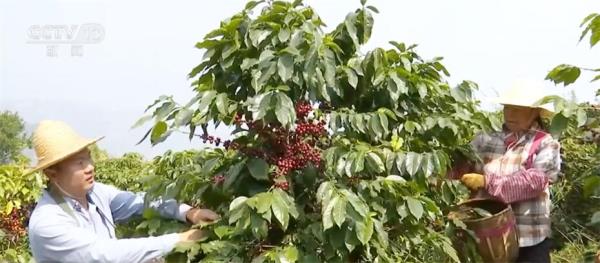 特色产业“百花齐放”带动就业促增收 擘画乡村振兴“五彩斑斓”画卷
