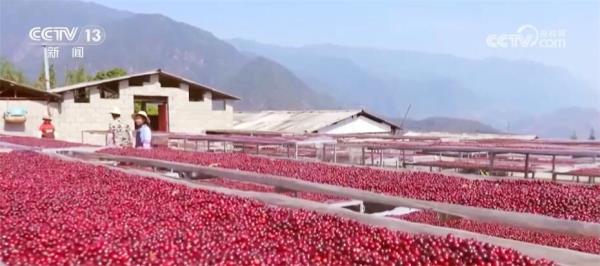 特色产业“百花齐放”带动就业促增收 擘画乡村振兴“五彩斑斓”画卷