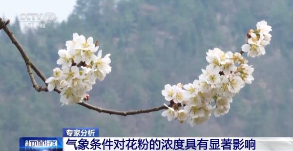 气象条件对花粉浓度有哪些影响?花粉季要注意什么?专家解答 气象条件对花粉浓度有哪些影响?花粉季要注意什么?专家解答