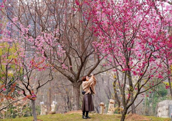 最新最全！武汉78处百株以上赏樱花期地图来啦→