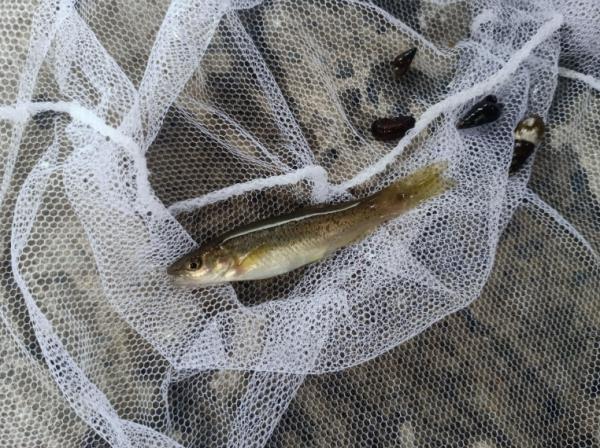 罕见!在安徽一景区发现 罕见!在安徽一景区发现