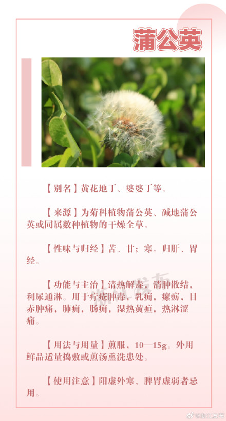 这些花草其实也是中药！看完长知识→