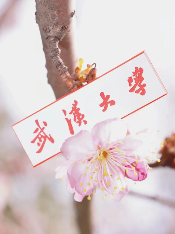 藏不住了!武大、华科、华师集中发文 藏不住了!武大、华科、华师集中发文