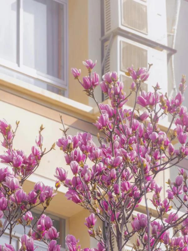 藏不住了!武大、华科、华师集中发文 藏不住了!武大、华科、华师集中发文