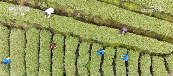 特色产业“百花齐放”带动就业促增收 擘画乡村振兴“五彩斑斓”画卷