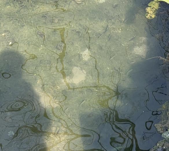 罕见!在安徽一景区发现 罕见!在安徽一景区发现