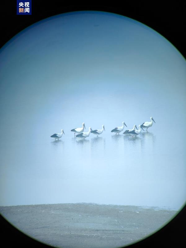 罕见!8只国家一级保护动物东方白鹳现身北京大宁调蓄水库 罕见!8只国家一级保护动物东方白鹳现身北京大宁调蓄水库