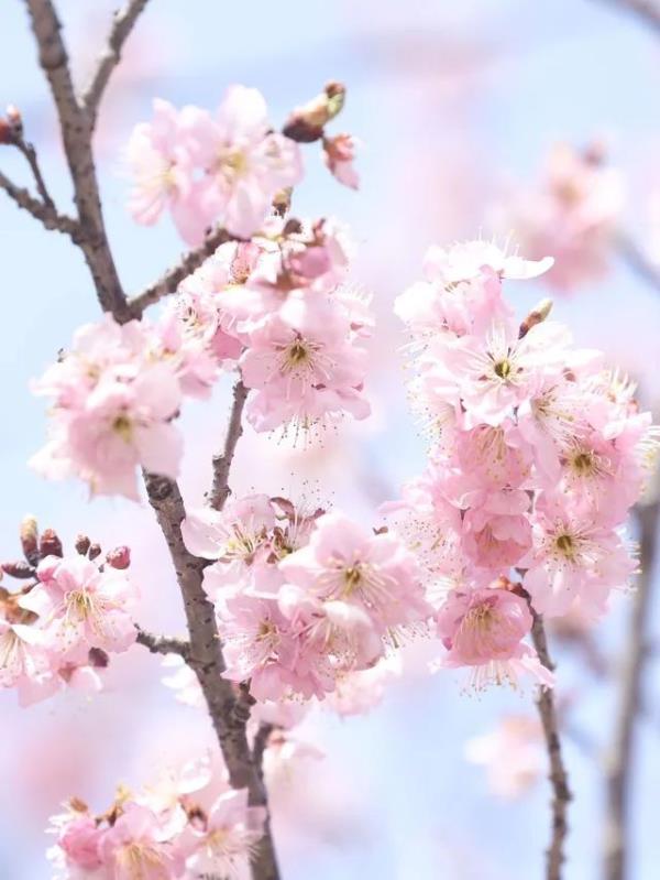 藏不住了!武大、华科、华师集中发文 藏不住了!武大、华科、华师集中发文