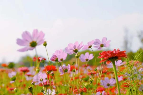 这里的火车,时速只有25公里! 这里的火车,时速只有25公里!