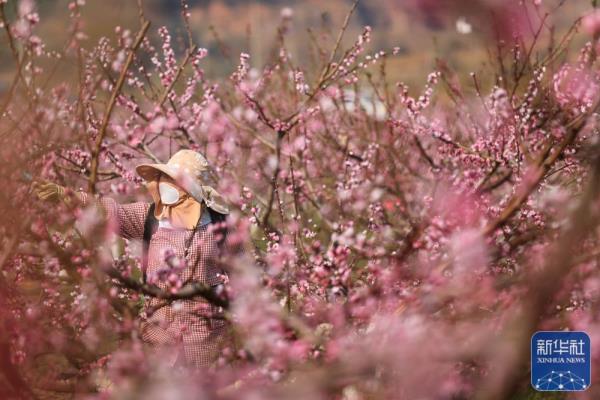 春分将至农事忙 春分将至农事忙