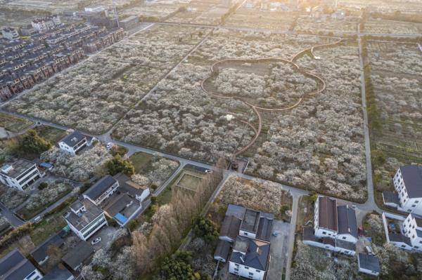 文化漫步开启浪漫花季 浙江桐乡举办槜李文化节 文化漫步开启浪漫花季 浙江桐乡举办槜李文化节