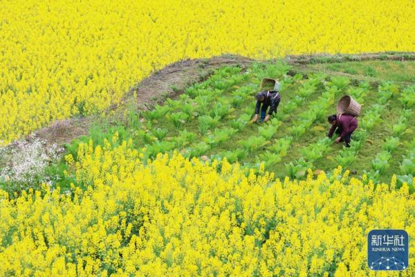 春分将至农事忙 春分将至农事忙