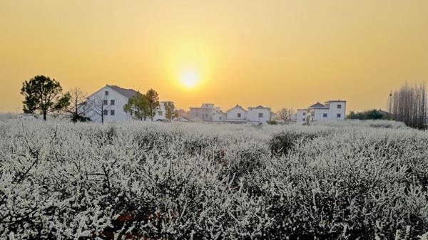 文化漫步开启浪漫花季 浙江桐乡举办槜李文化节 文化漫步开启浪漫花季 浙江桐乡举办槜李文化节