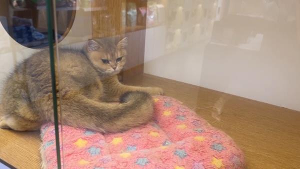 宠物“免费领养” 是福利还是套路? 宠物“免费领养” 是福利还是套路?