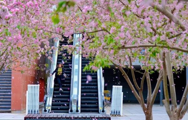 北京好天气回来了!这份北京游园赏花攻略请收好 北京好天气回来了!这份北京游园赏花攻略请收好