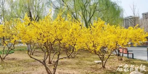 花开正当时 石家庄公园广场春季赏花指南来啦