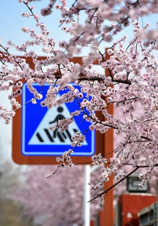 北京好天气回来了!这份北京游园赏花攻略请收好 北京好天气回来了!这份北京游园赏花攻略请收好