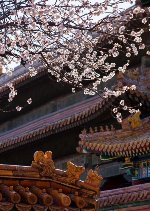 北京好天气回来了!这份北京游园赏花攻略请收好 北京好天气回来了!这份北京游园赏花攻略请收好