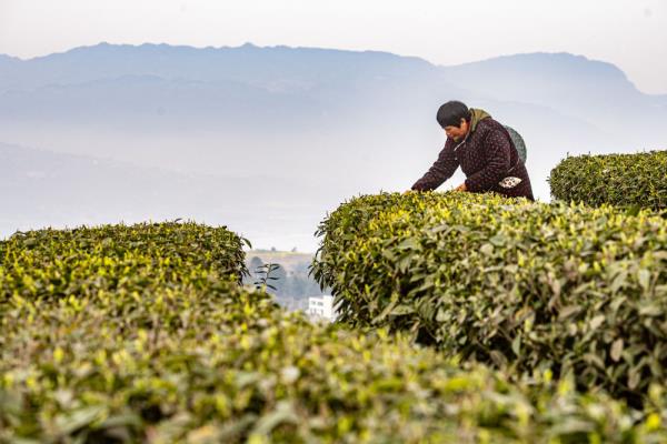 重庆綦江：明前茶采收 助农户增收
