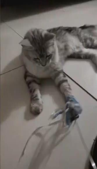 宠物“免费领养” 是福利还是套路? 宠物“免费领养” 是福利还是套路?