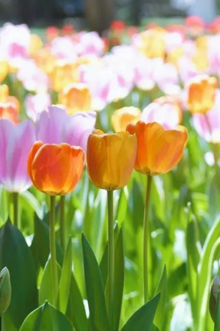 北京好天气回来了!这份北京游园赏花攻略请收好 北京好天气回来了!这份北京游园赏花攻略请收好