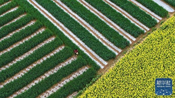 春分将至农事忙 春分将至农事忙