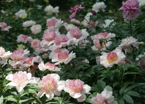 北京好天气回来了!这份北京游园赏花攻略请收好 北京好天气回来了!这份北京游园赏花攻略请收好