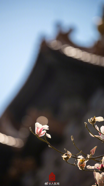 治愈！故宫玉兰花开壁纸
