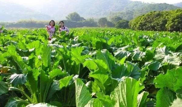 香甜已溢出屏幕，来广东吃→