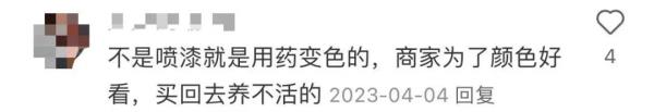 “炫彩多肉”好美，但鼻子却说：别买！