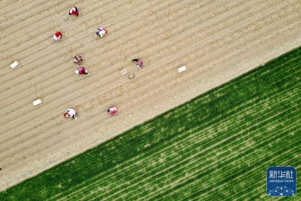 春分将至农事忙 春分将至农事忙