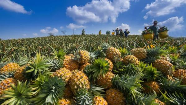 香甜已溢出屏幕，来广东吃→